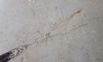Hibolithes sp. (MONTFORT 1808) - Bild &copy; FossNet FossilienStore